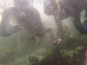 lofi buceo (6)